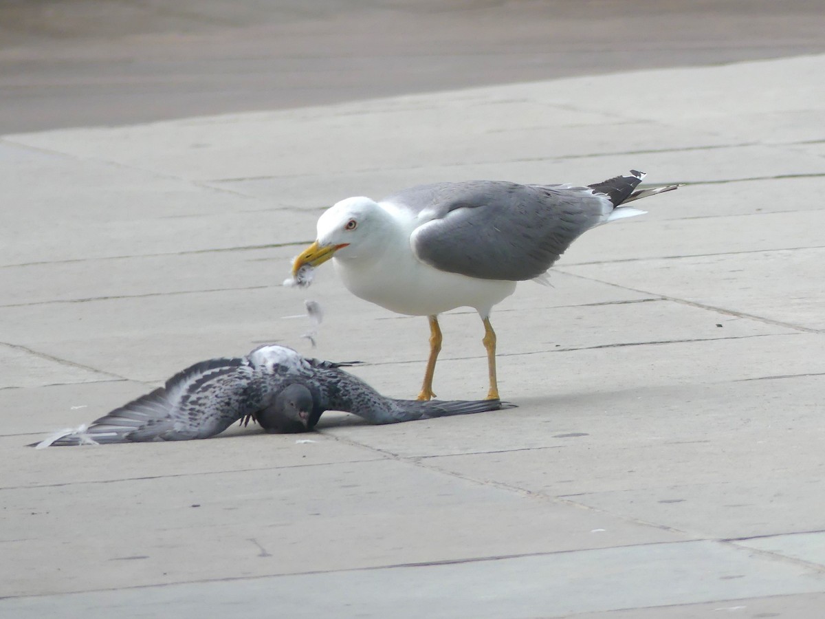 Yellow-legged Gull - ML620383193