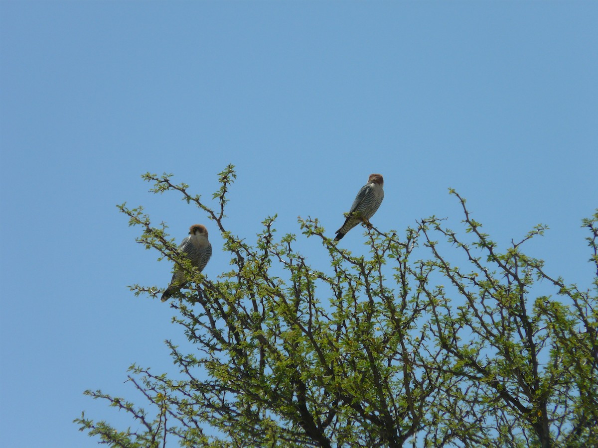 Red-necked Falcon - ML620383213