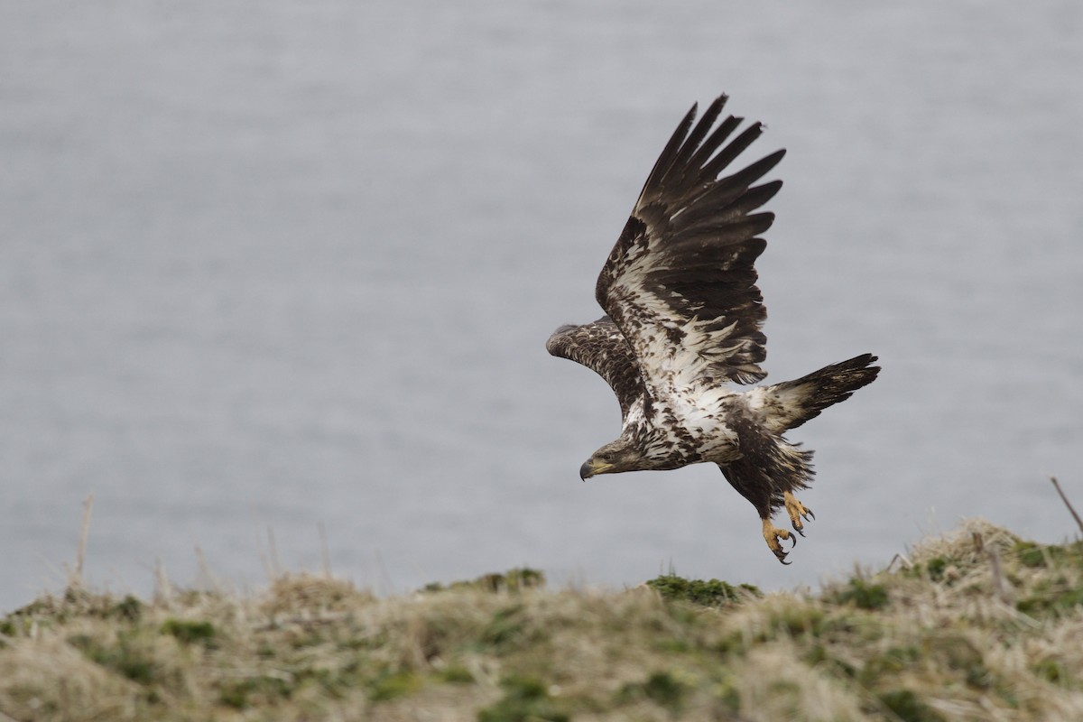 Weißkopf-Seeadler - ML620383218