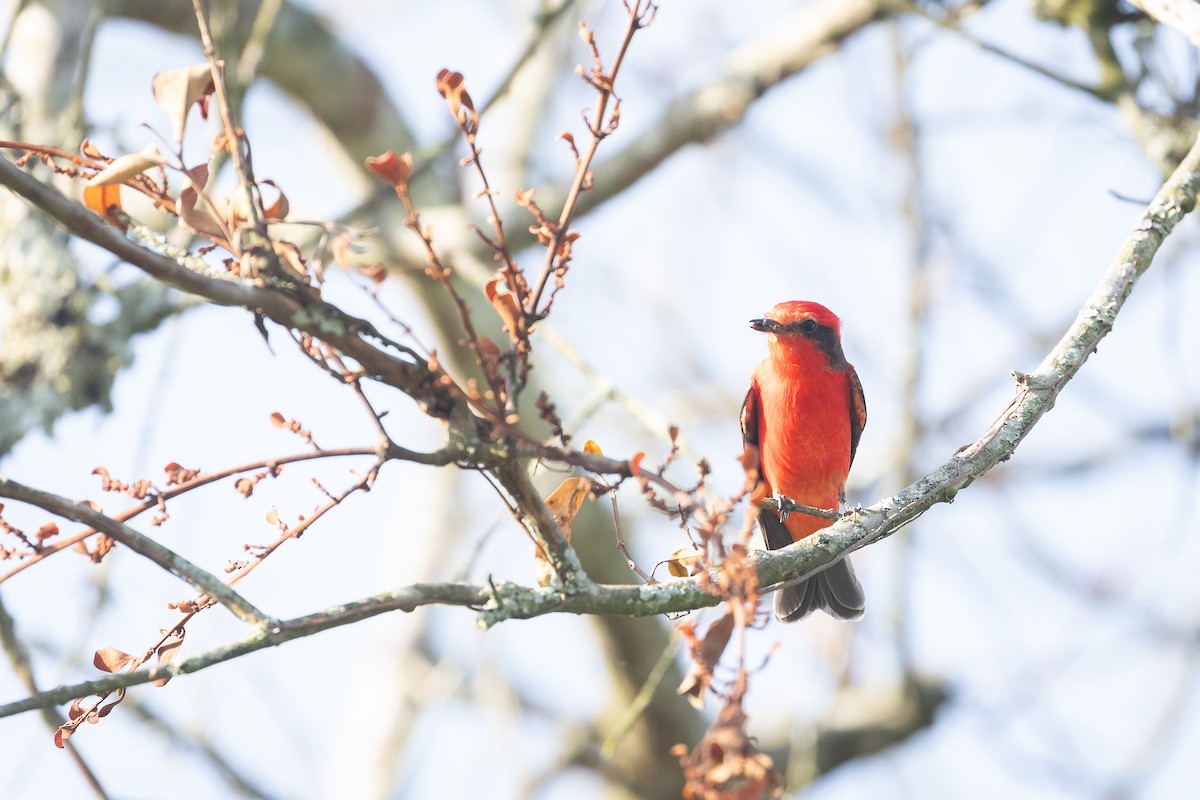 Vermilion Flycatcher (obscurus Group) - ML620383221