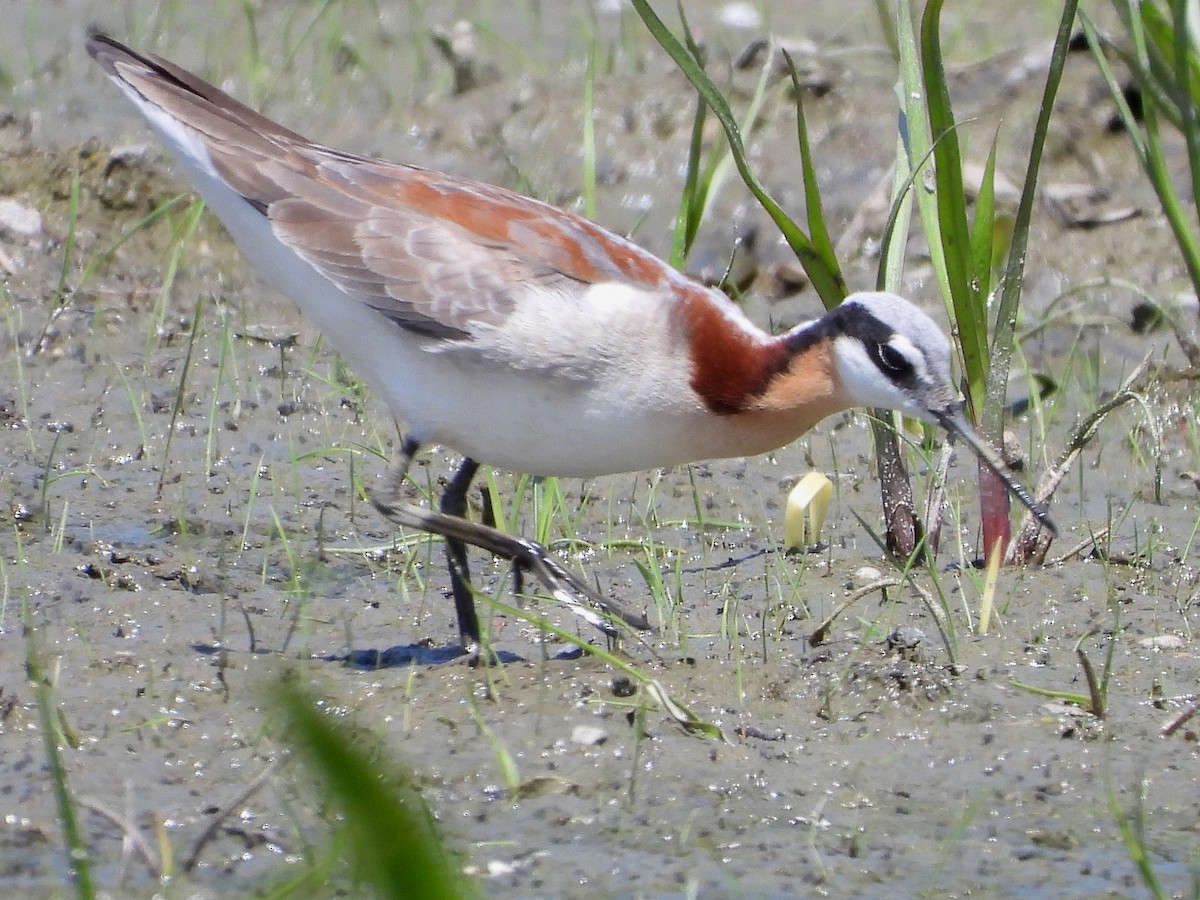 hvithalesvømmesnipe - ML620383231