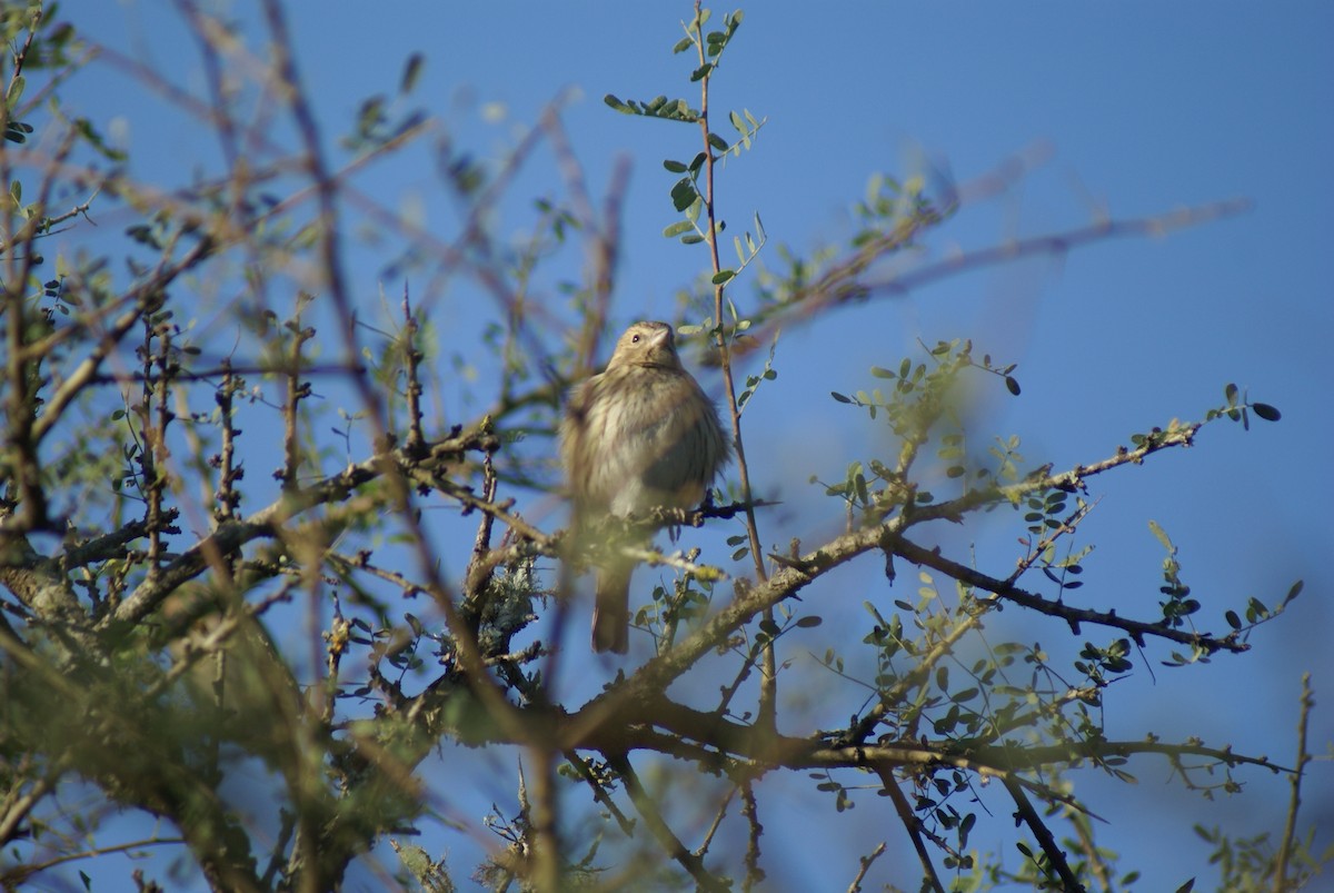 Saffron Finch - ML620383241