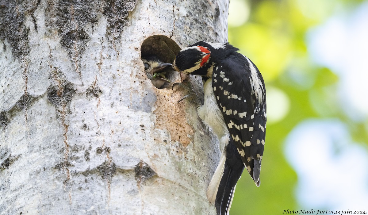 Hairy Woodpecker - madeleine fortin