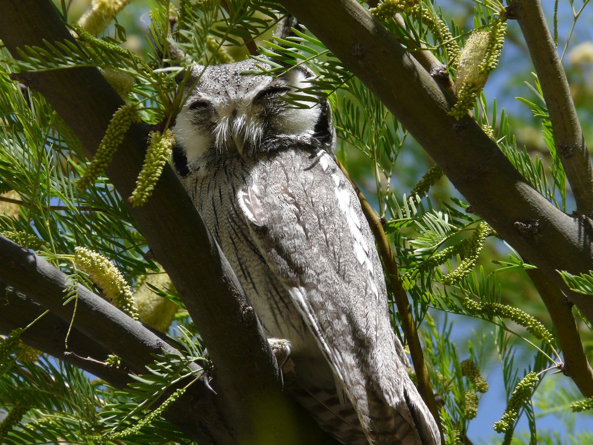 Southern White-faced Owl - ML620383250
