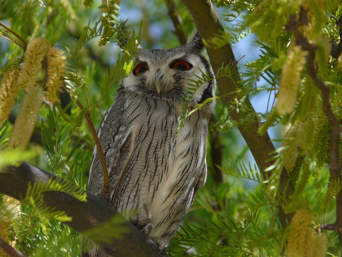 Southern White-faced Owl - Bev Agler