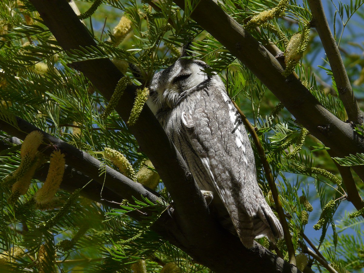 Southern White-faced Owl - ML620383252