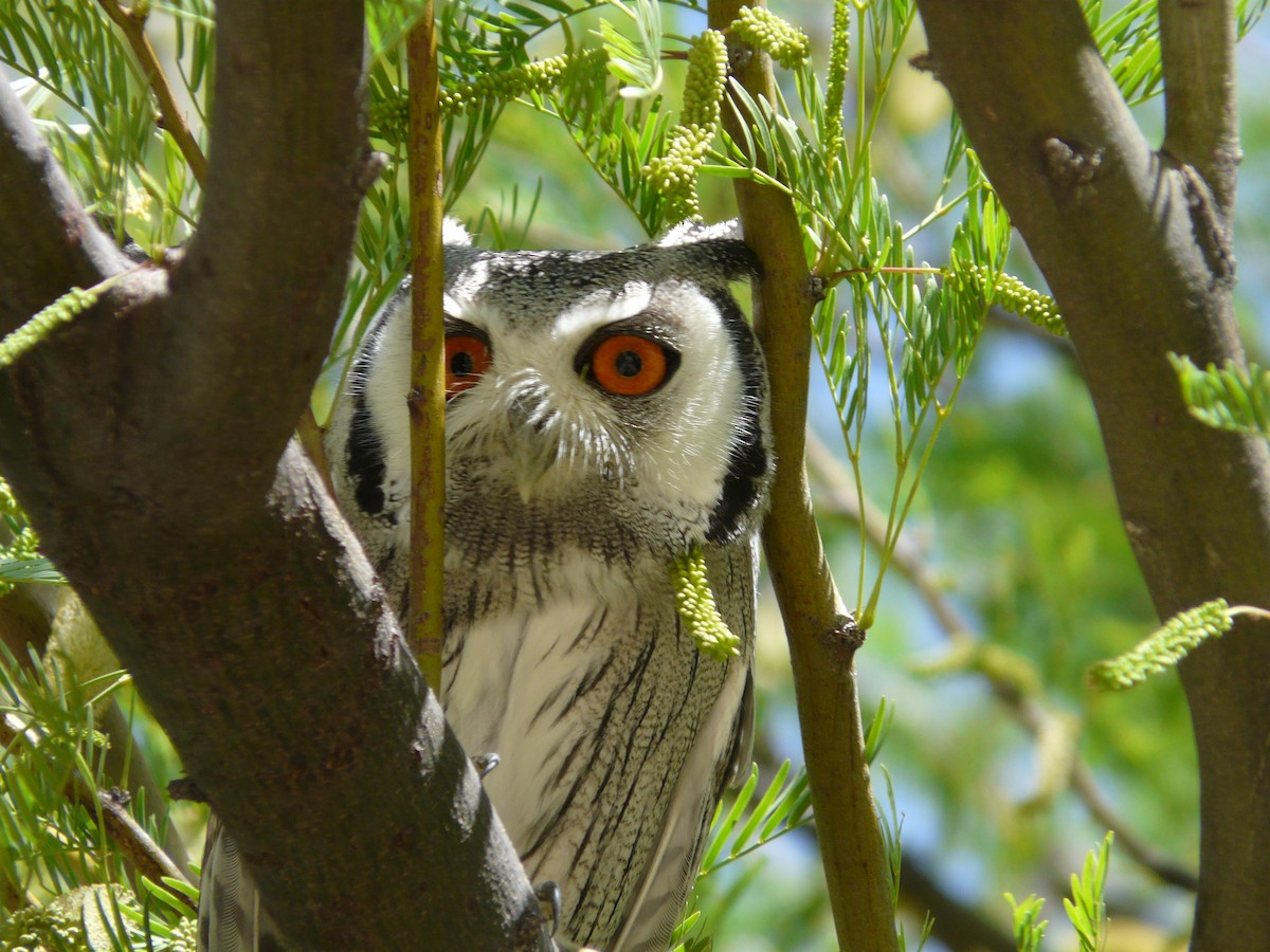 Southern White-faced Owl - ML620383255