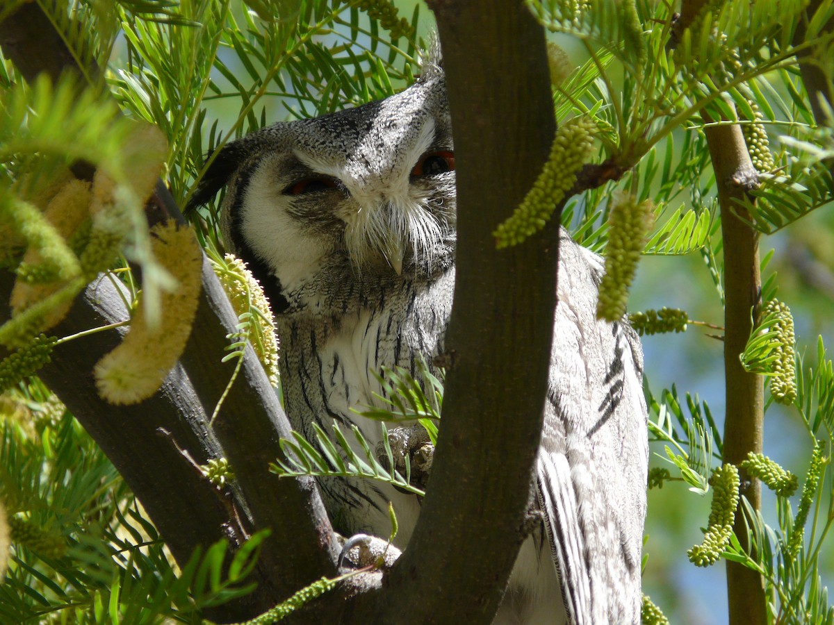 Southern White-faced Owl - ML620383258