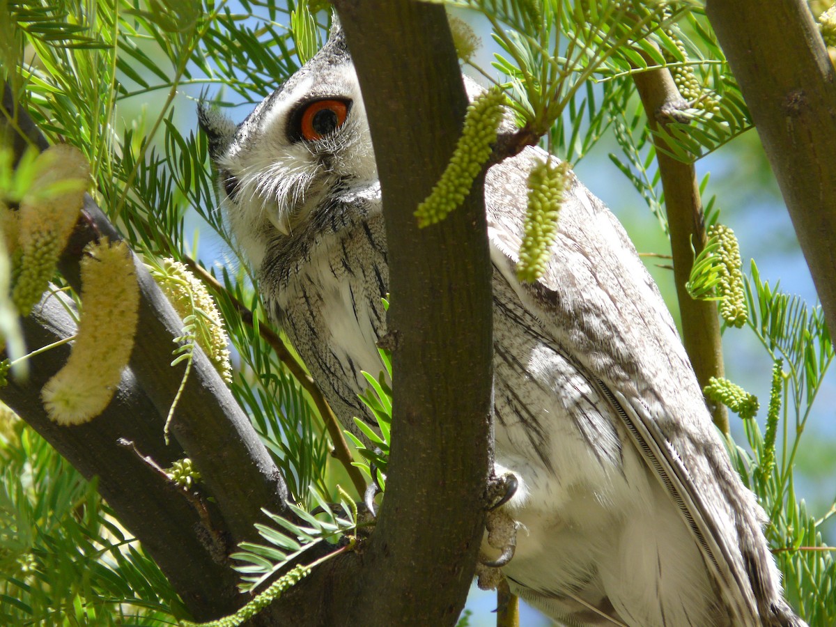 Southern White-faced Owl - ML620383259