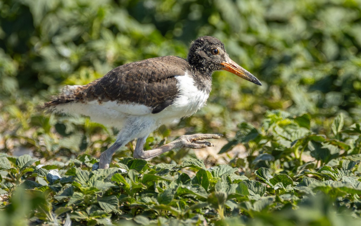 American Oystercatcher - Atlee Hargis