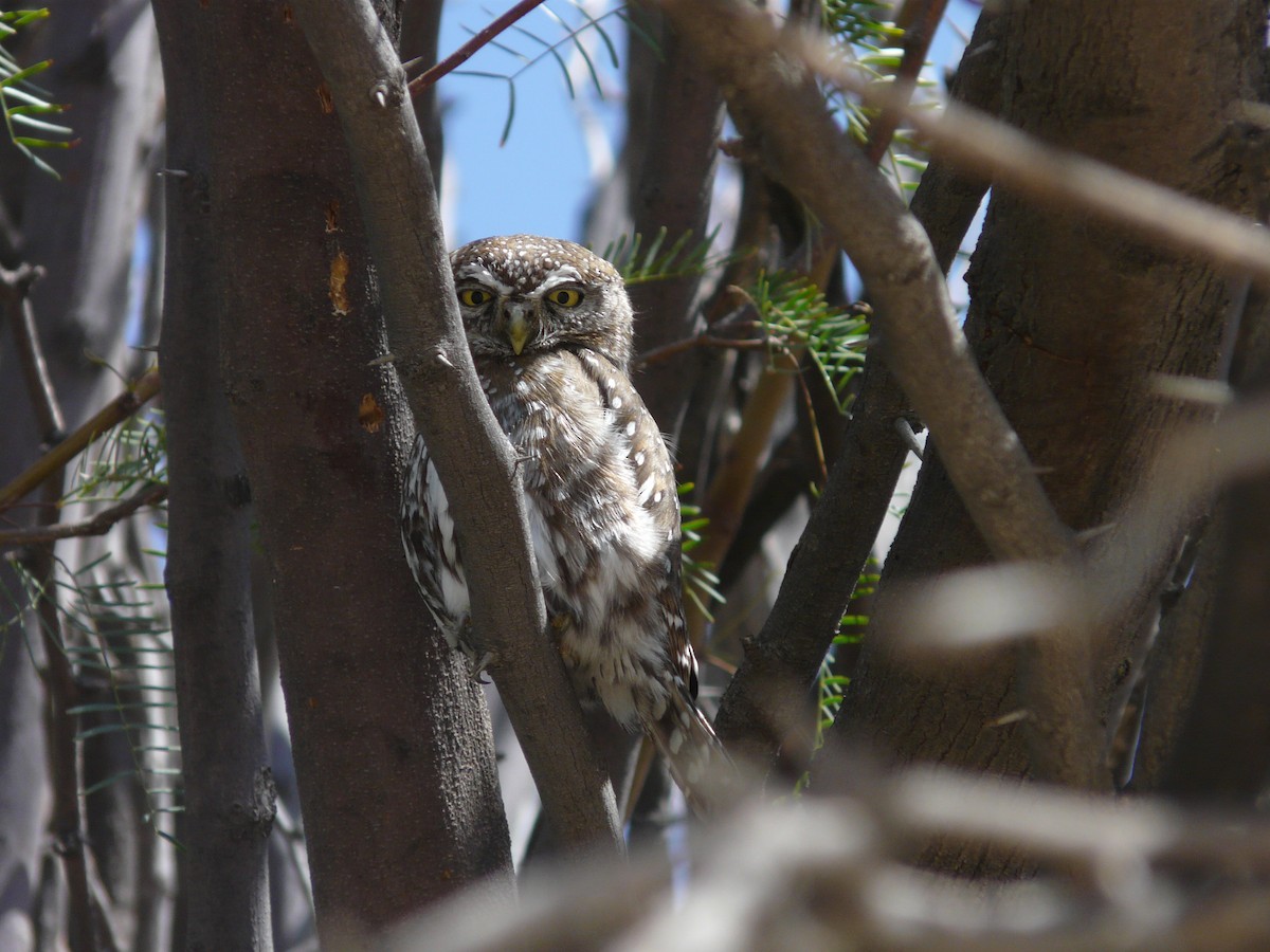 Pearl-spotted Owlet - ML620383269