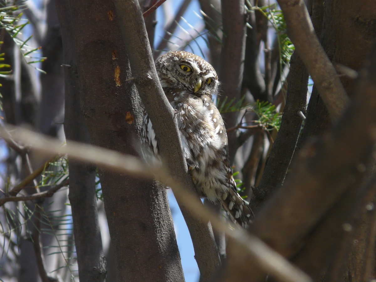 Pearl-spotted Owlet - ML620383270