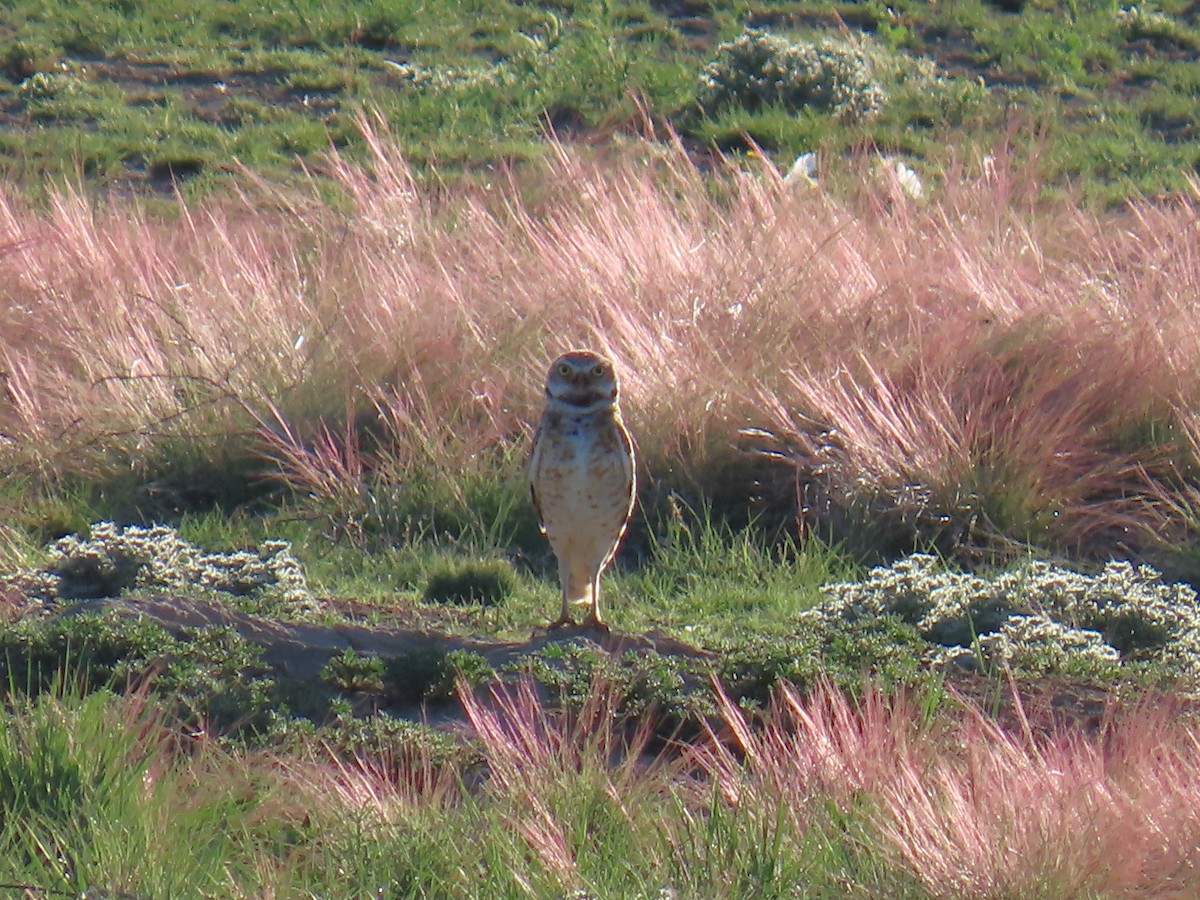 Burrowing Owl - Tanja Britton