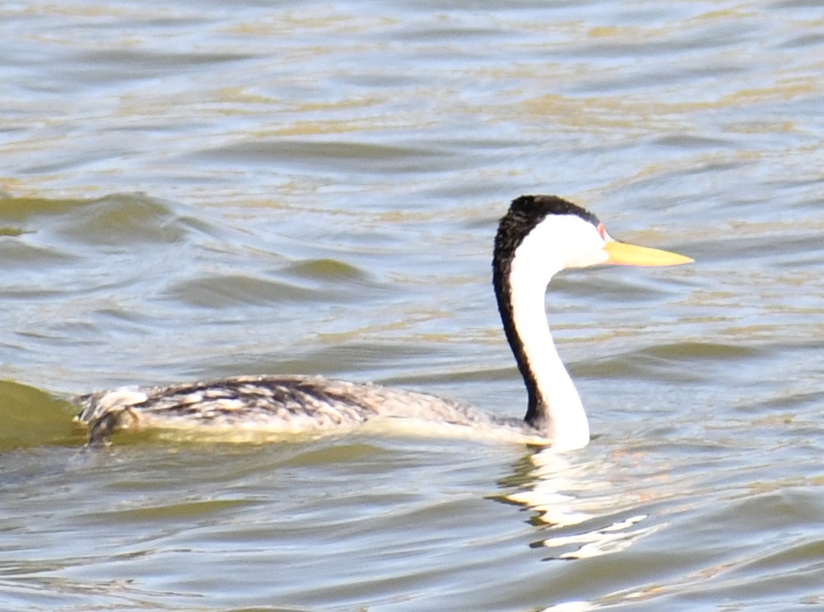 Clark's Grebe - ML620383279