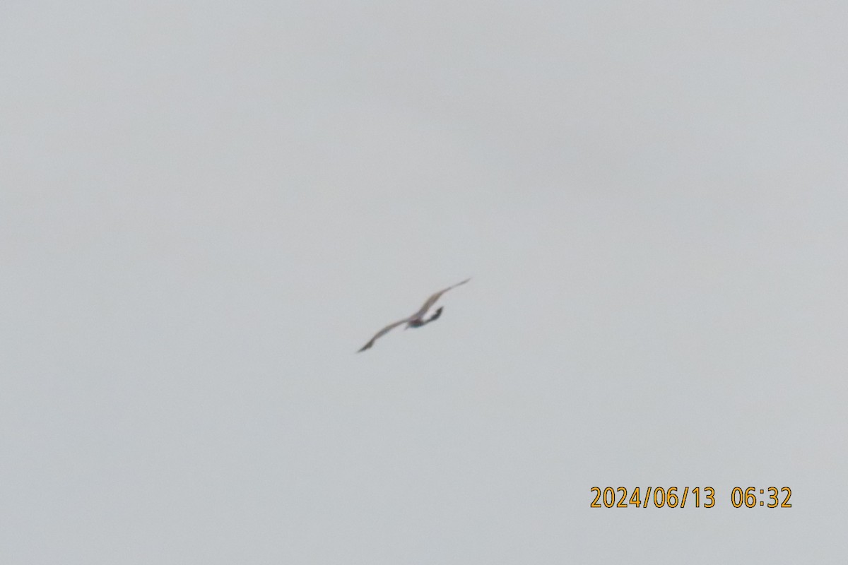 Black-tailed Gull - ML620383283