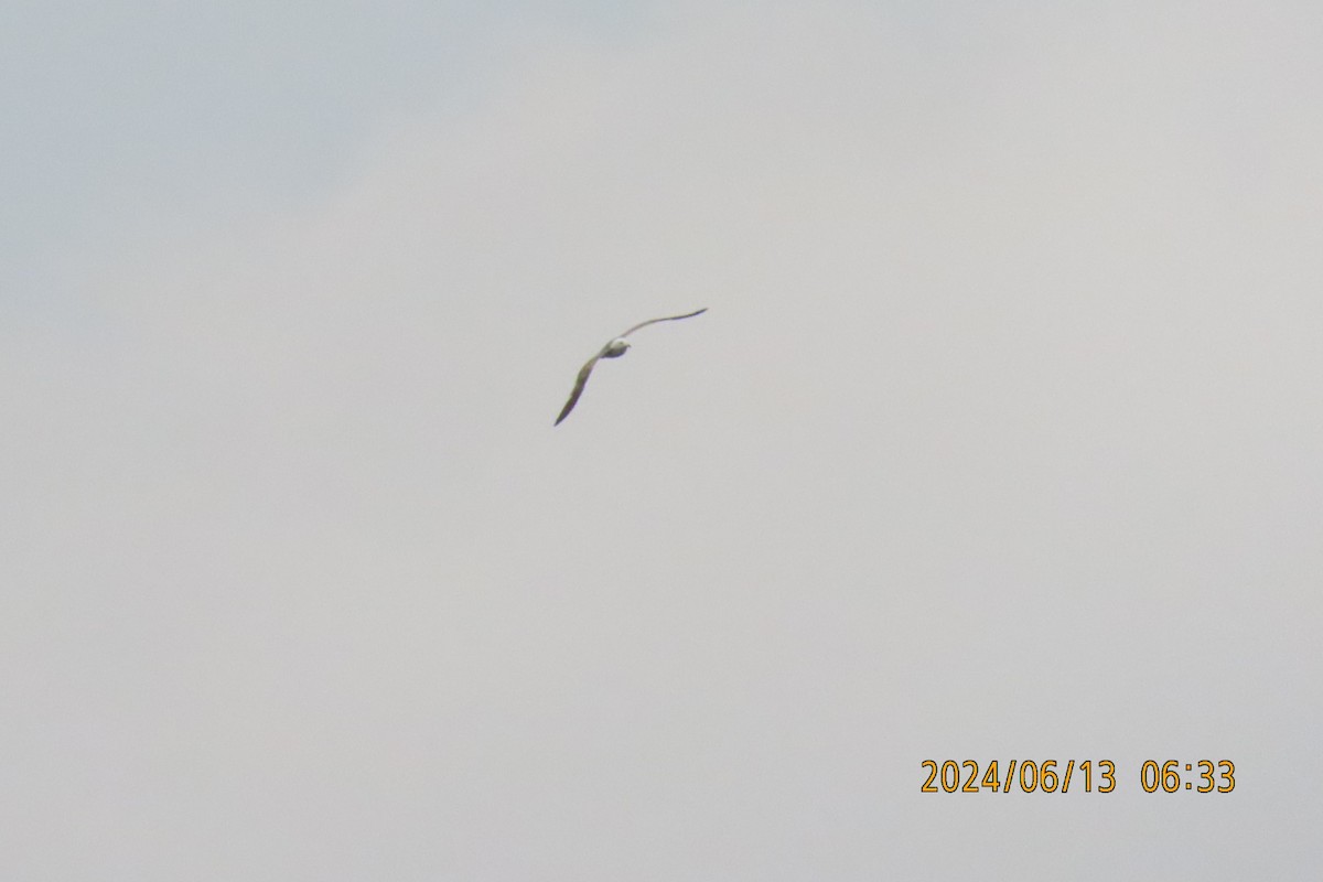 Black-tailed Gull - ML620383284
