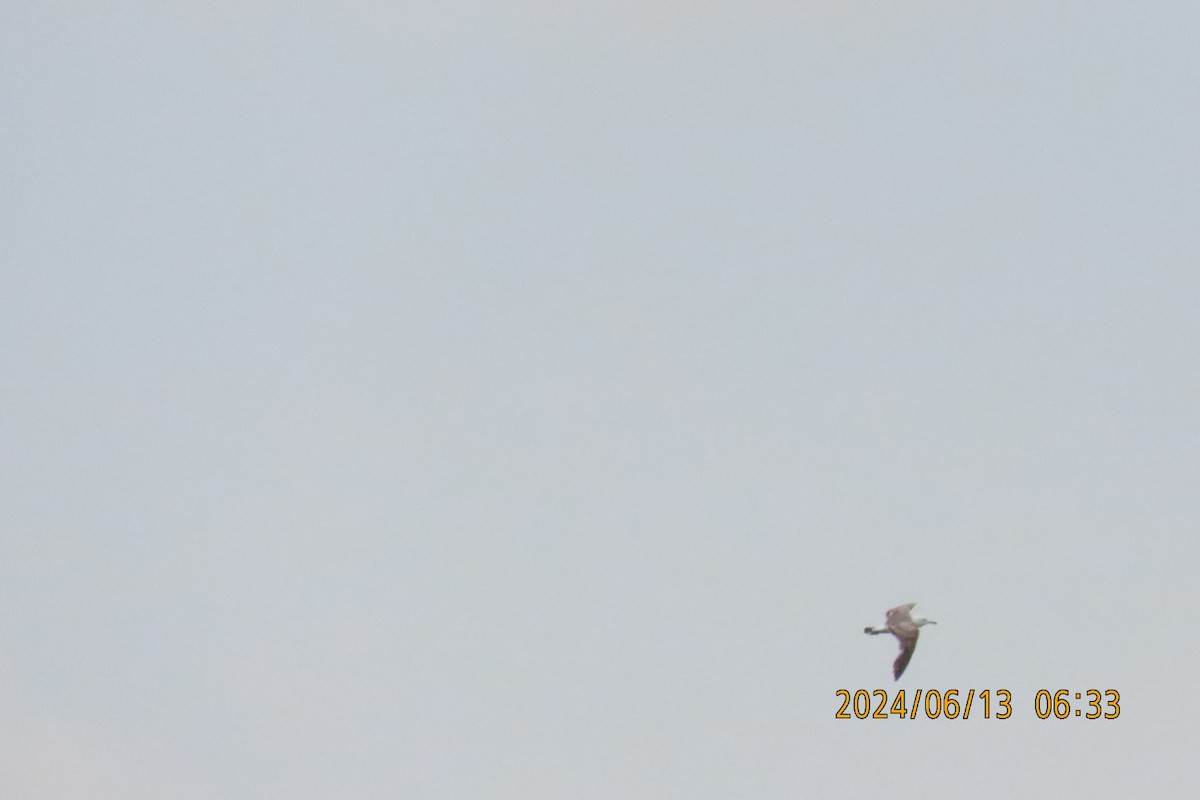 Black-tailed Gull - ML620383286
