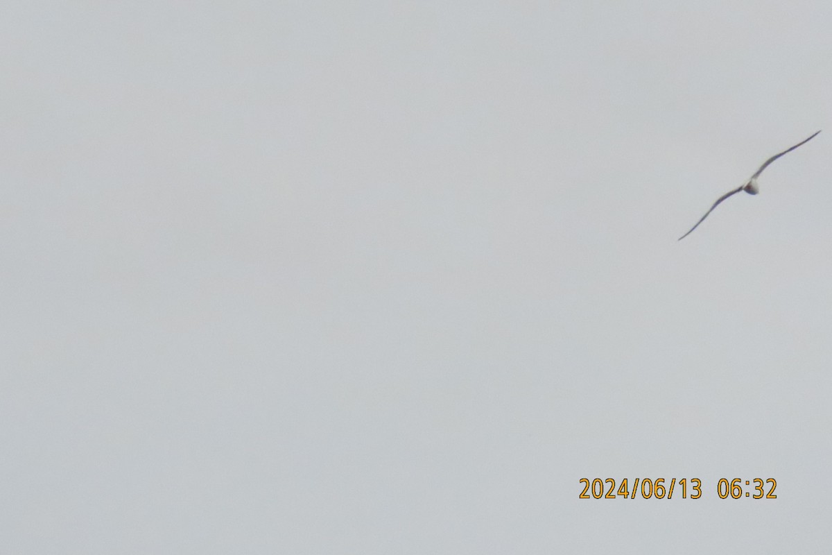 Black-tailed Gull - ML620383287