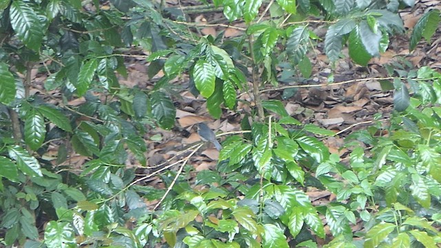 White-bellied Blue Flycatcher - ML620383296