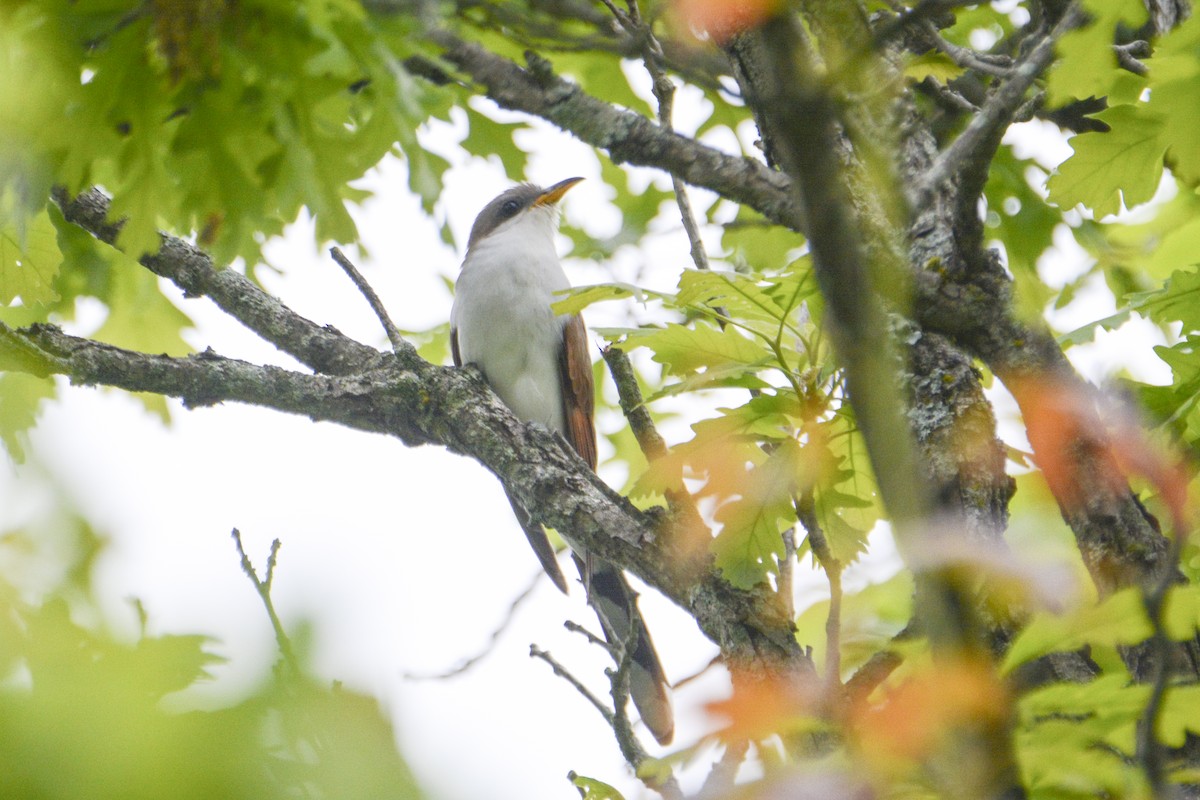 Yellow-billed Cuckoo - ML620383297