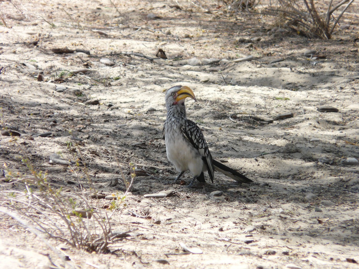 Southern Yellow-billed Hornbill - ML620383300