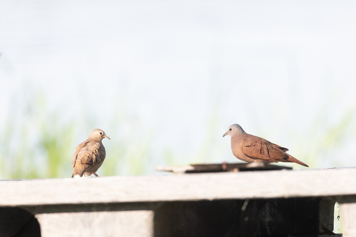 Ruddy Ground Dove - ML620383314