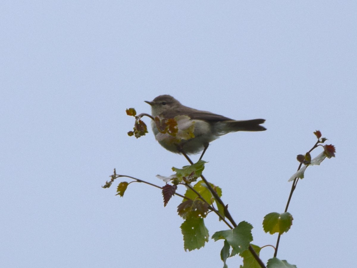 Willow Warbler - ML620383317