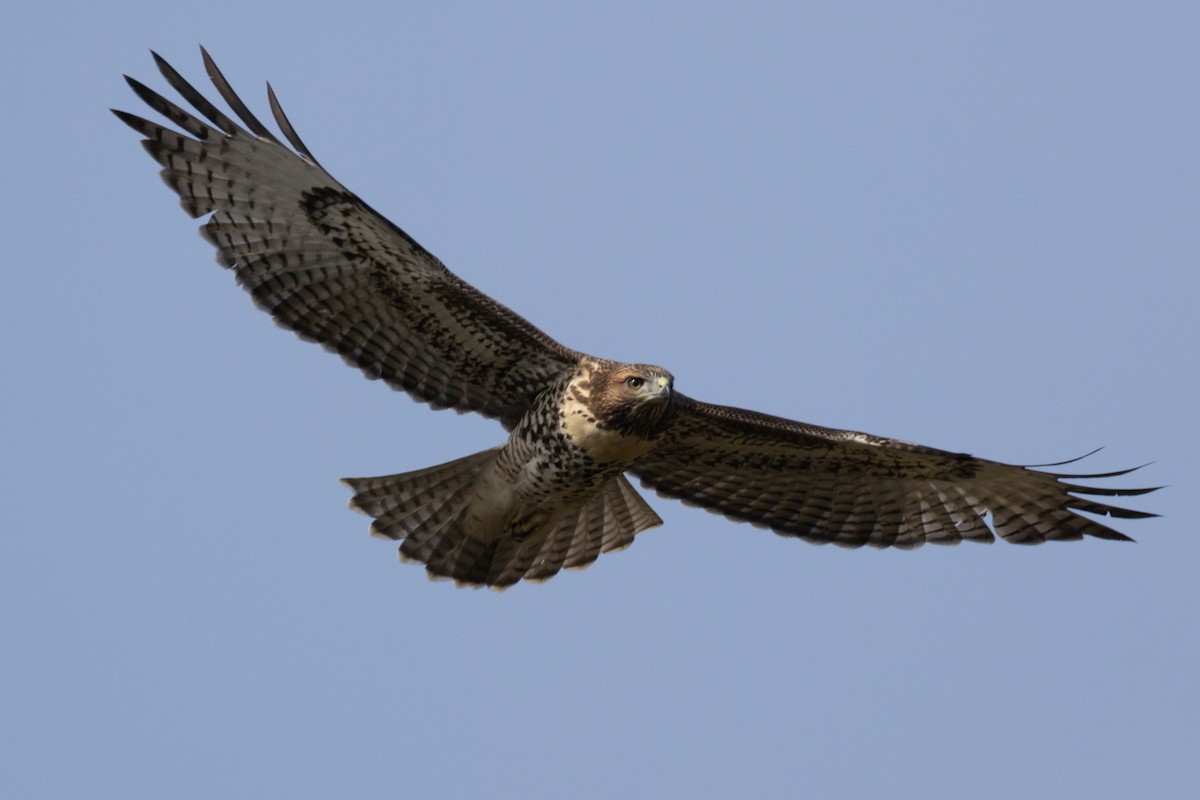 Red-tailed Hawk - ML620383321