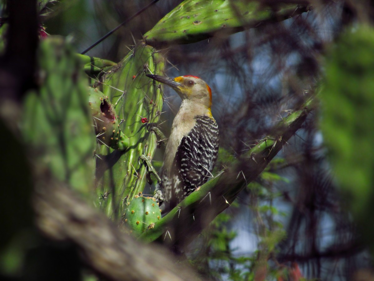 Golden-fronted Woodpecker - ML620383324
