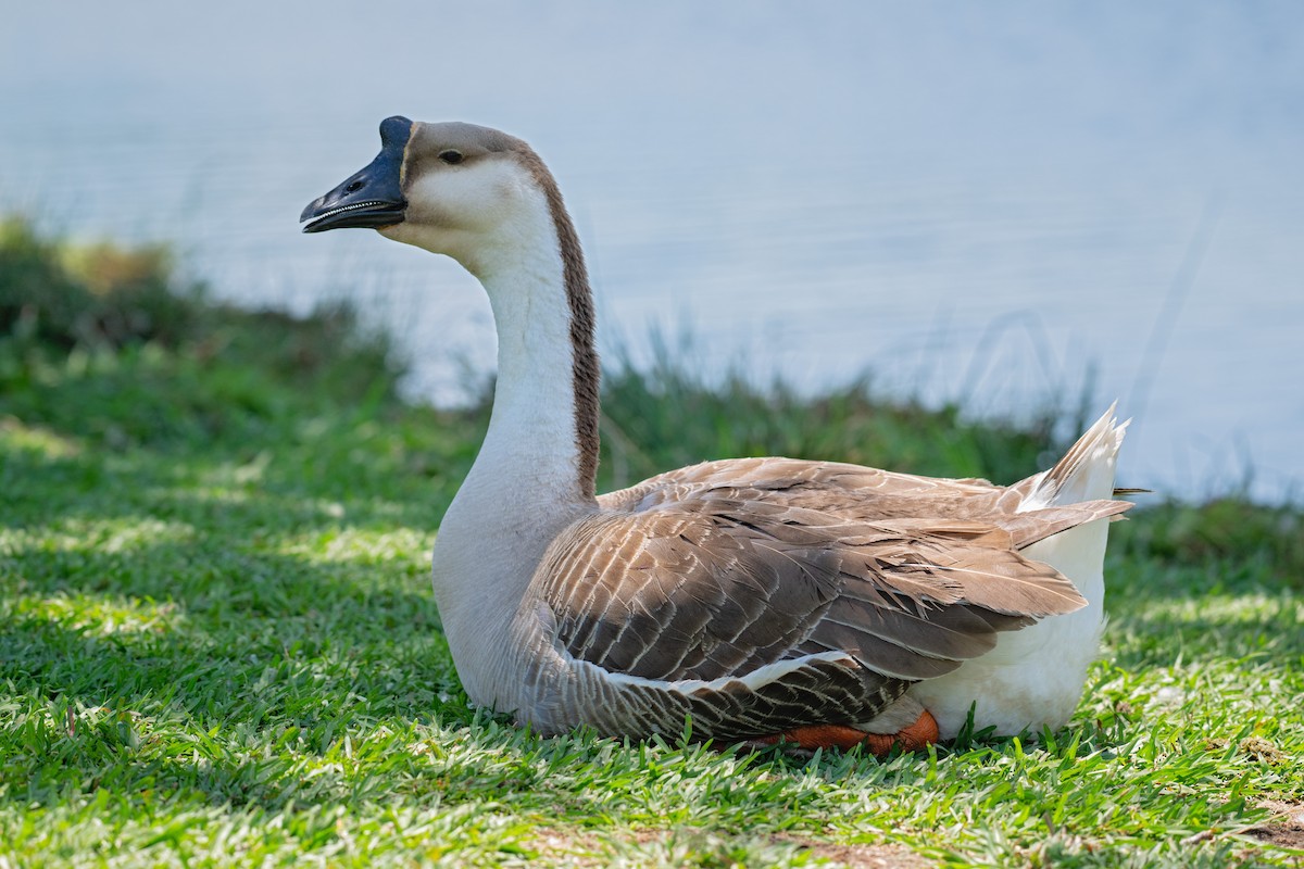 Swan Goose - ML620383330
