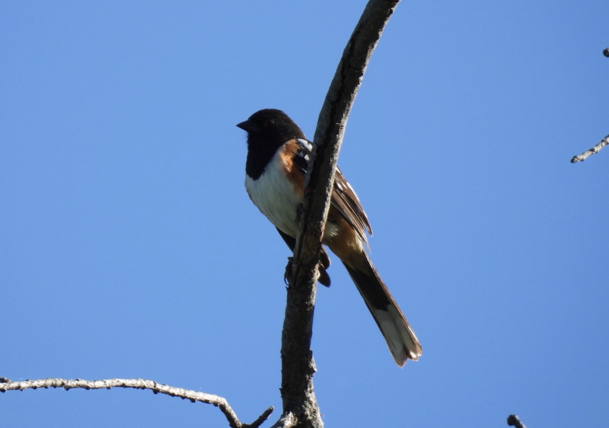 Spotted Towhee - ML620383341