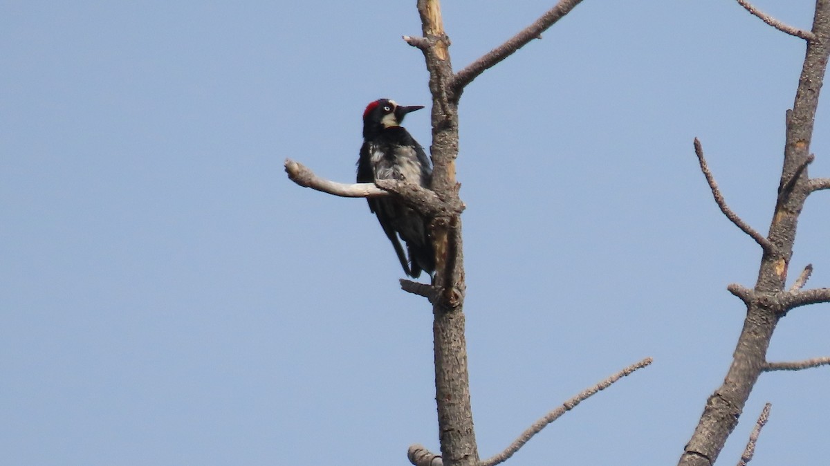 Acorn Woodpecker - ML620383351