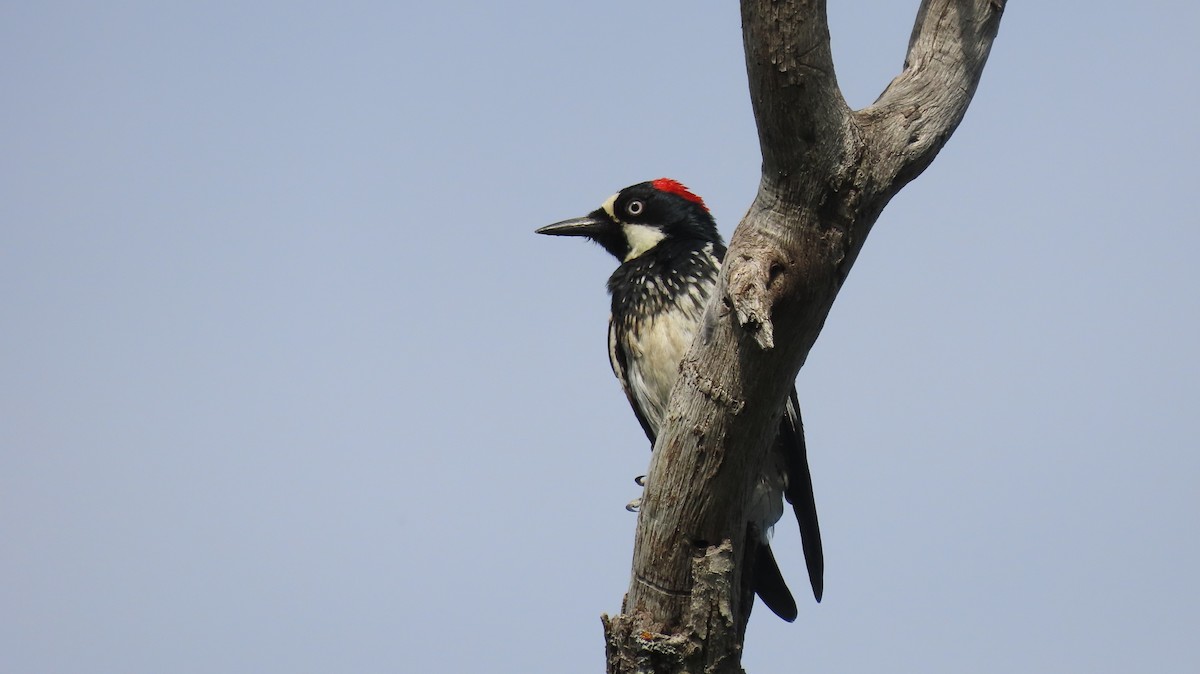 Acorn Woodpecker - ML620383352