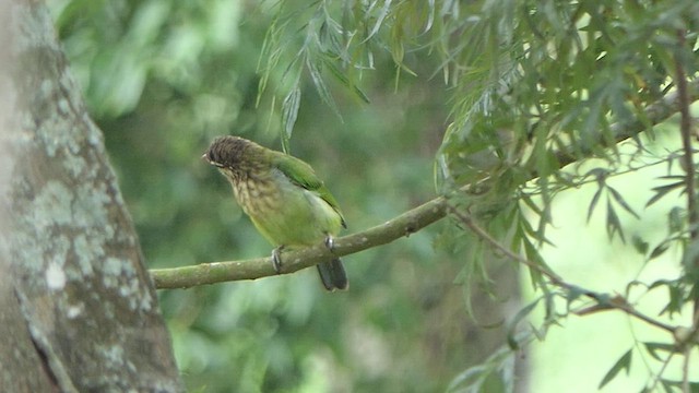 White-cheeked Barbet - ML620383354