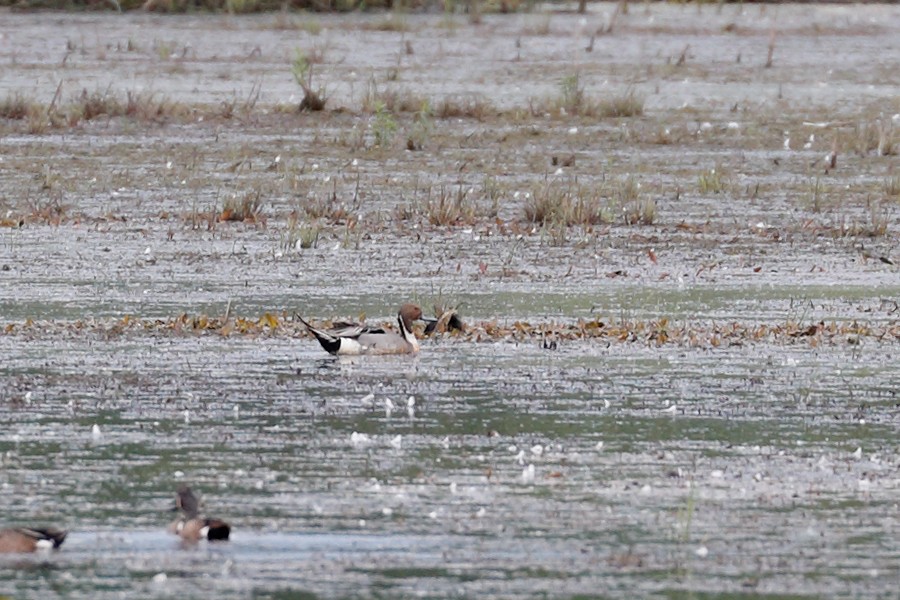 Northern Pintail - ML620383358