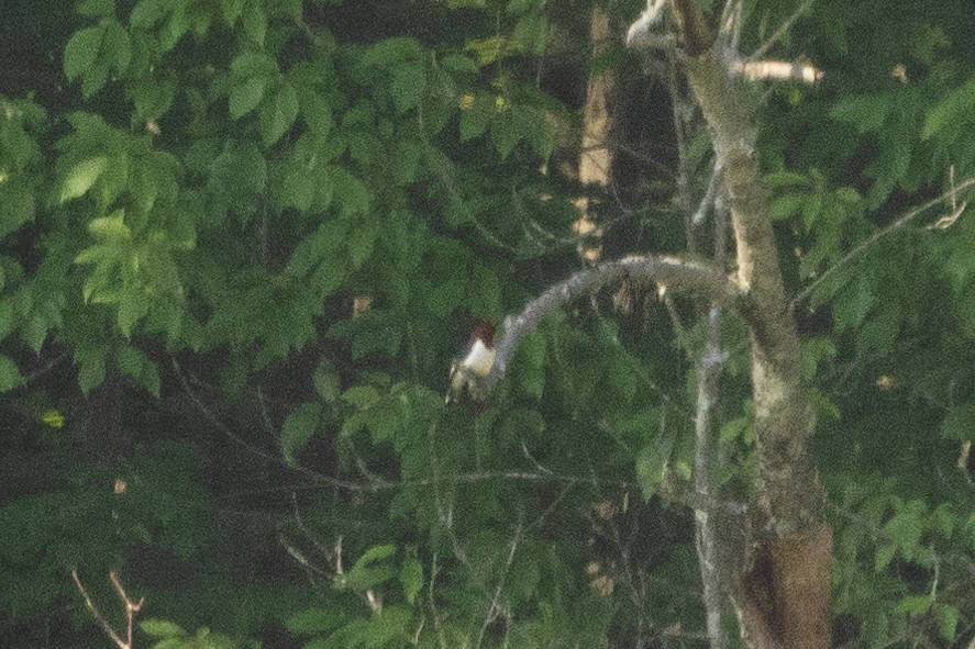 Red-headed Woodpecker - ML620383366