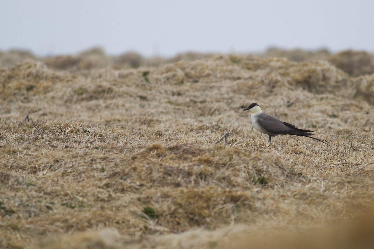 Long-tailed Jaeger - Nathan Dubrow