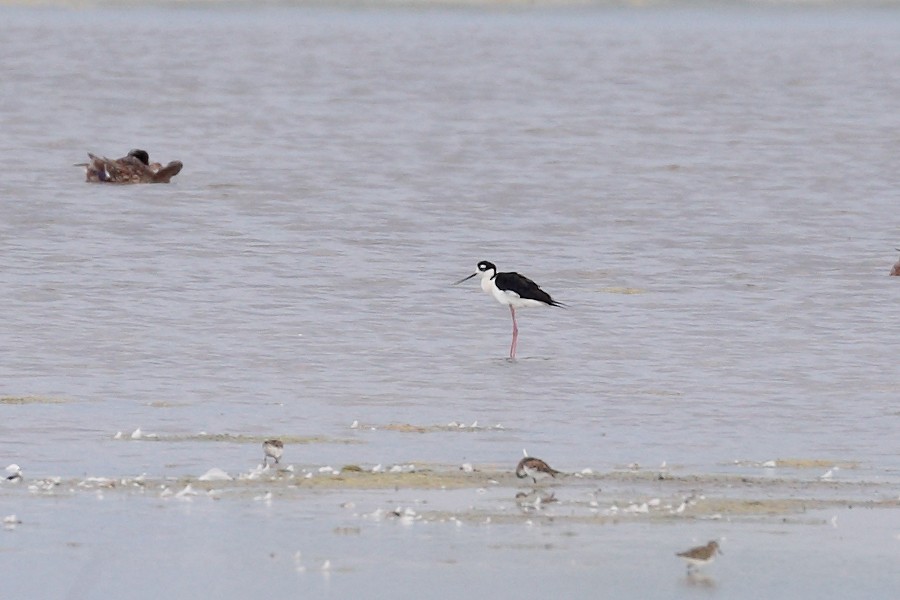 Black-necked Stilt - ML620383373