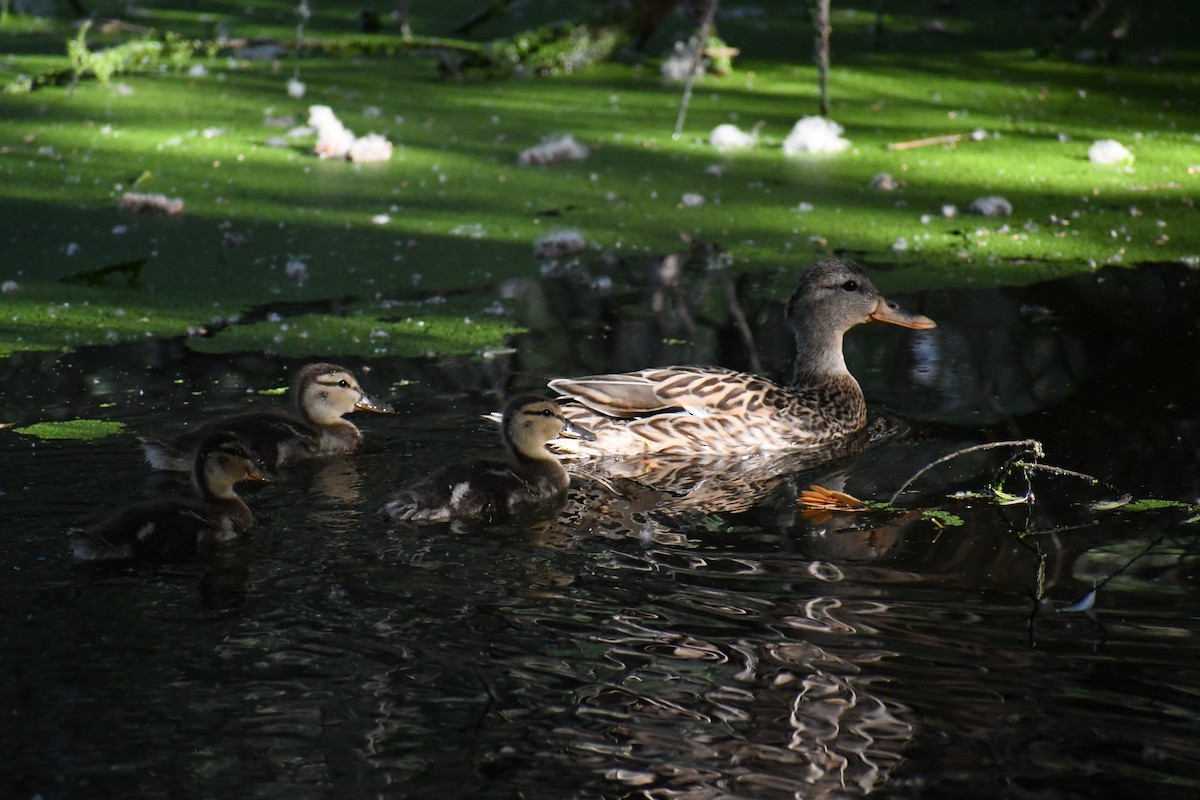 Canard colvert - ML620383383