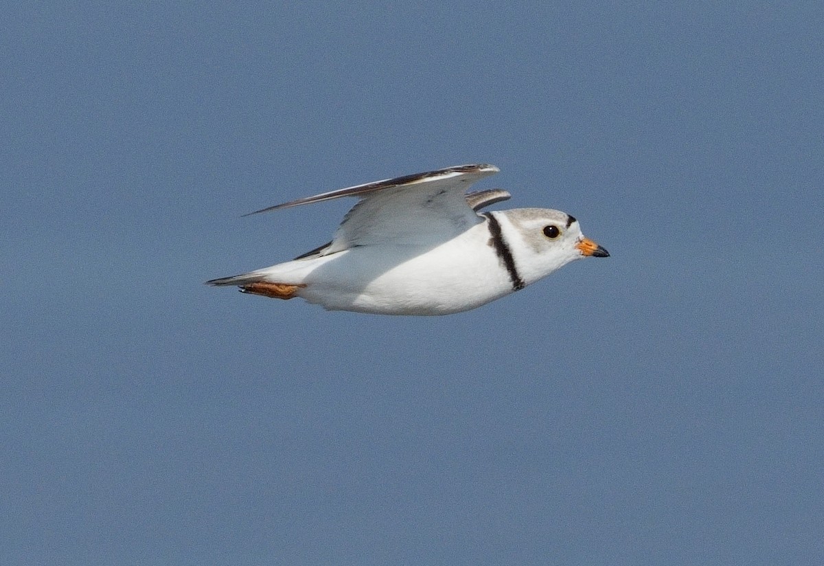 Piping Plover - ML620383386