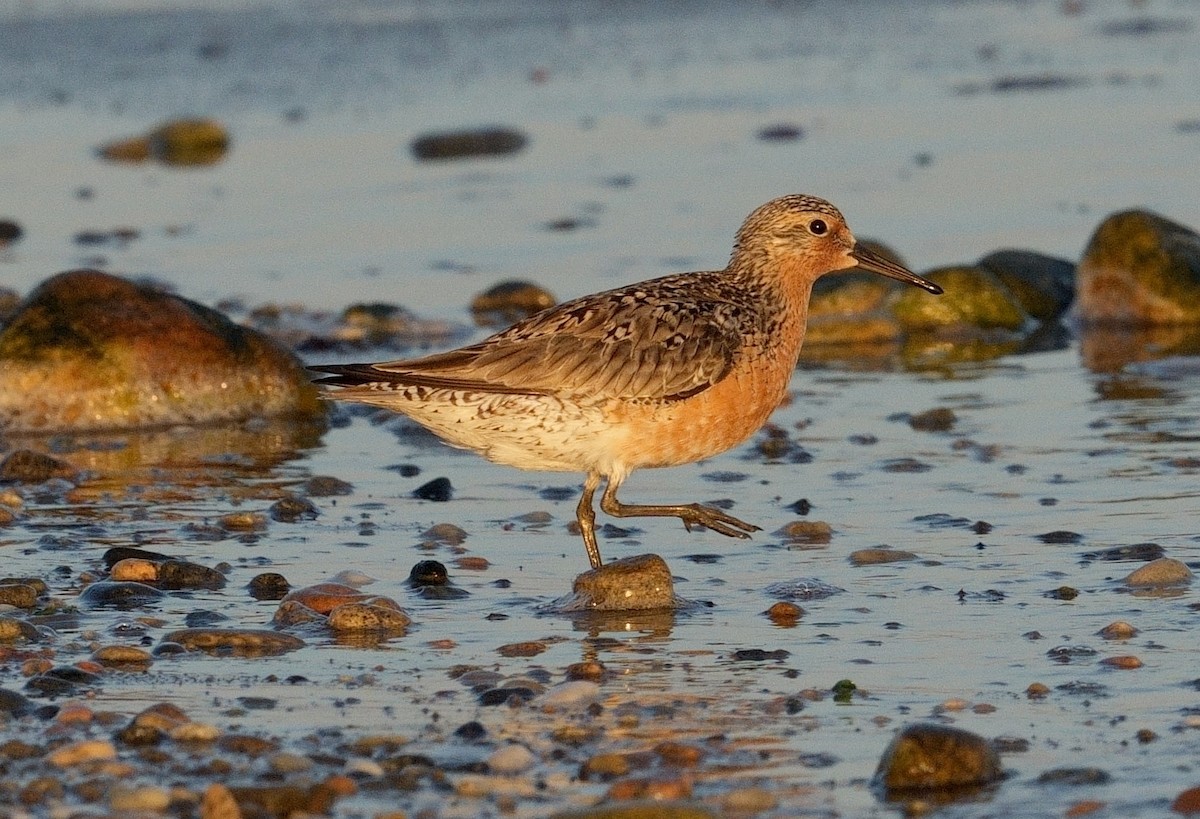 Red Knot - ML620383397