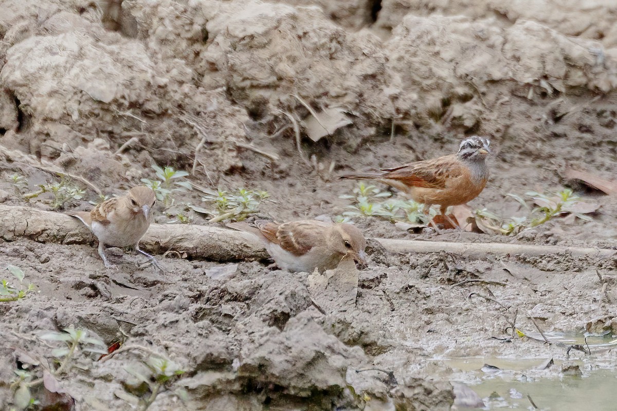 Gosling's Bunting - ML620383410