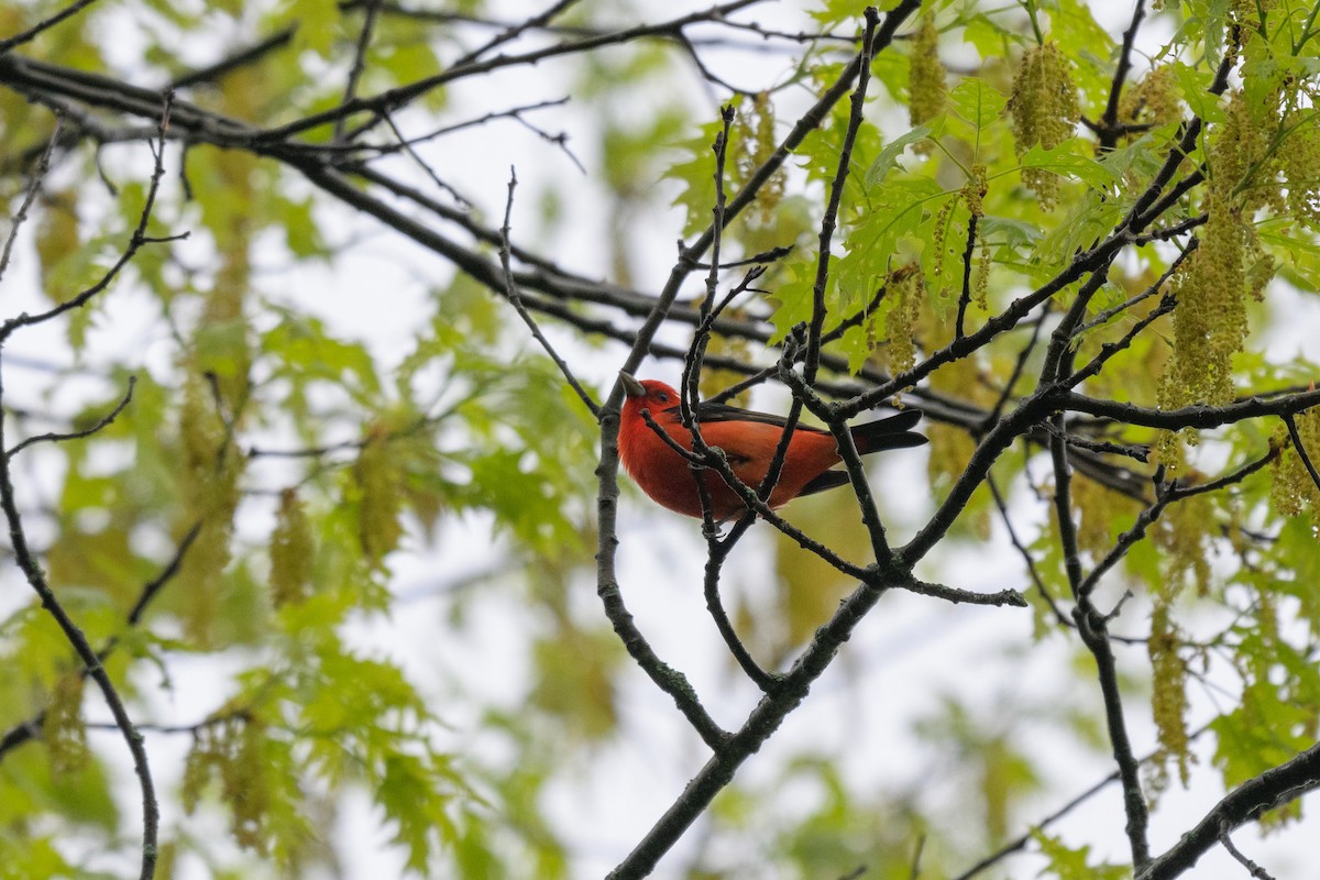 Scarlet Tanager - ML620383415