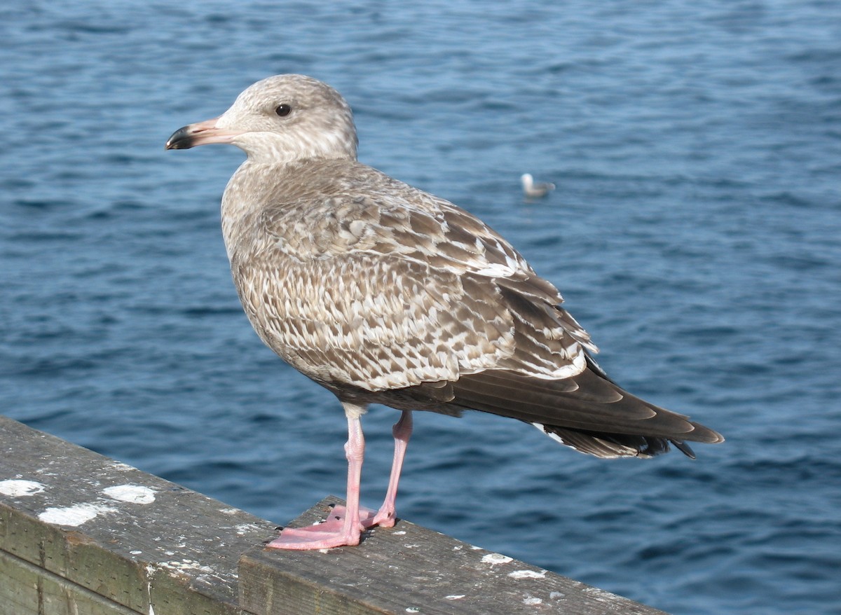 Gaviota Argéntea (americana) - ML620383427