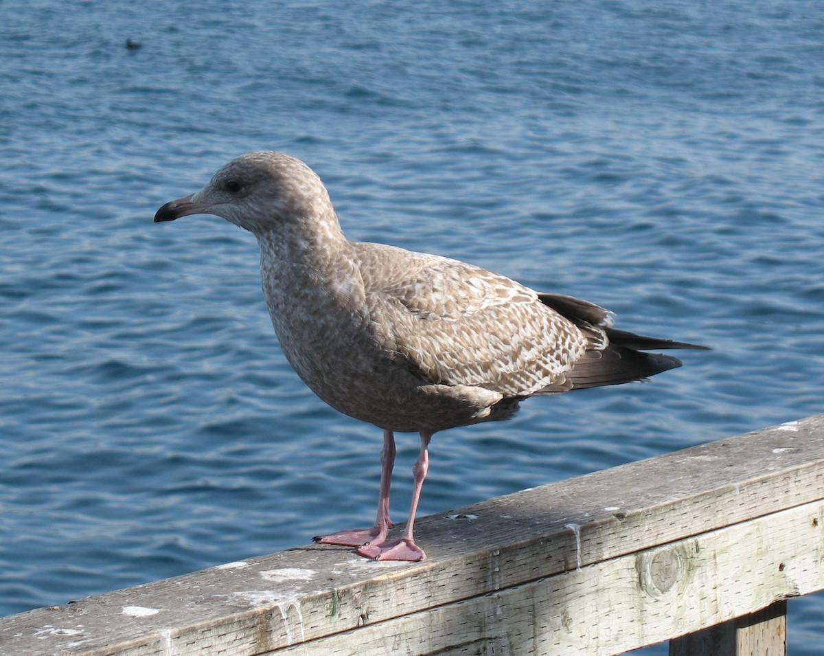 Herring Gull (American) - ML620383428