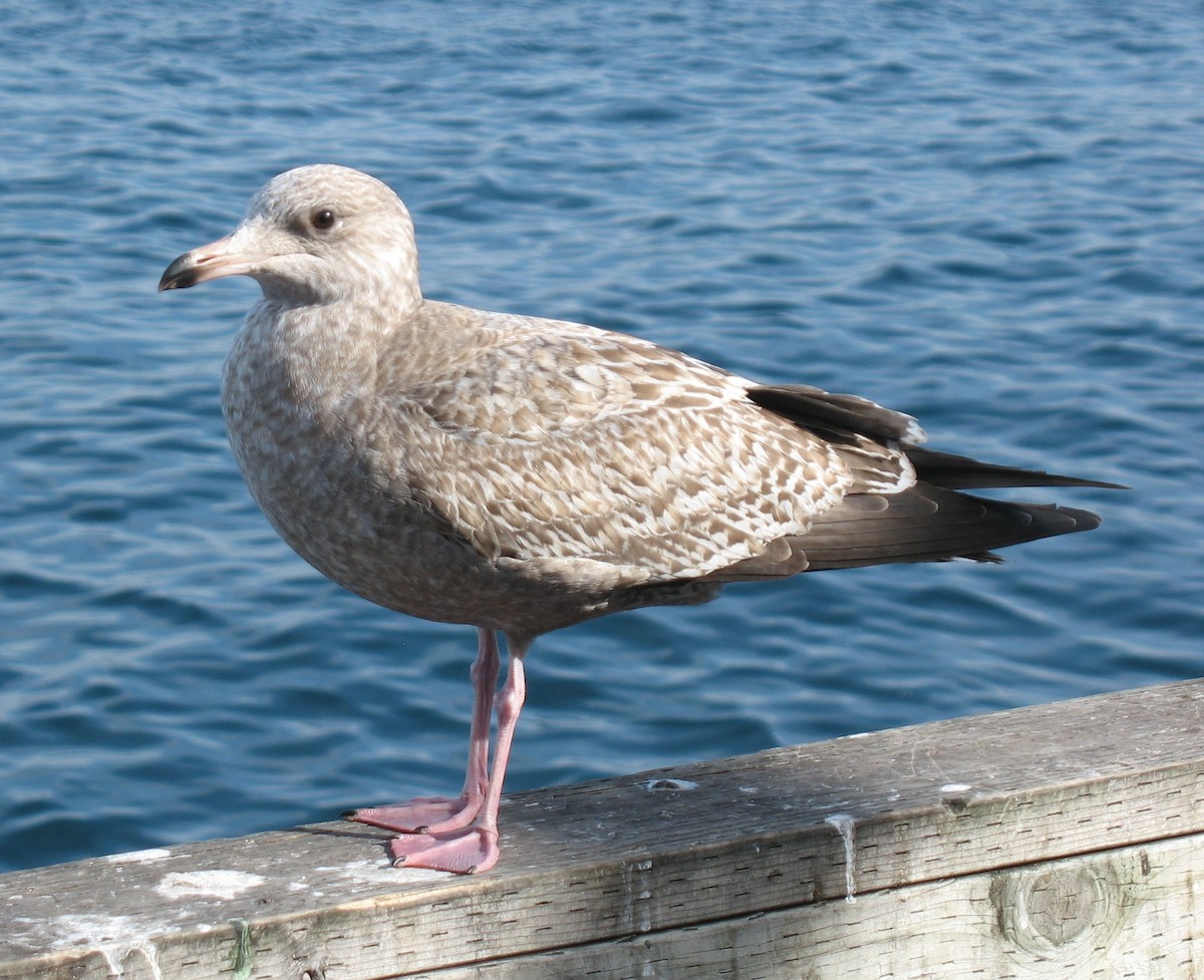 Herring Gull (American) - ML620383429