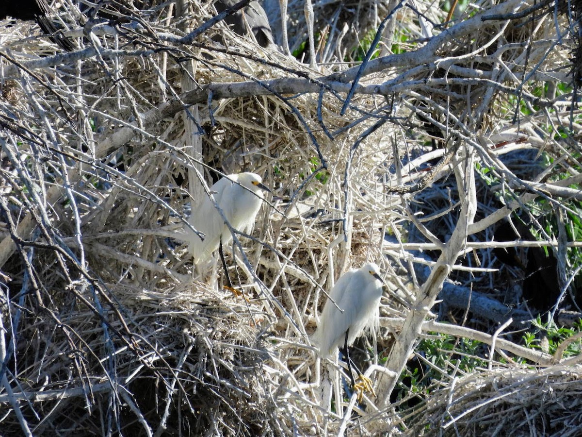 Snowy Egret - ML620383438