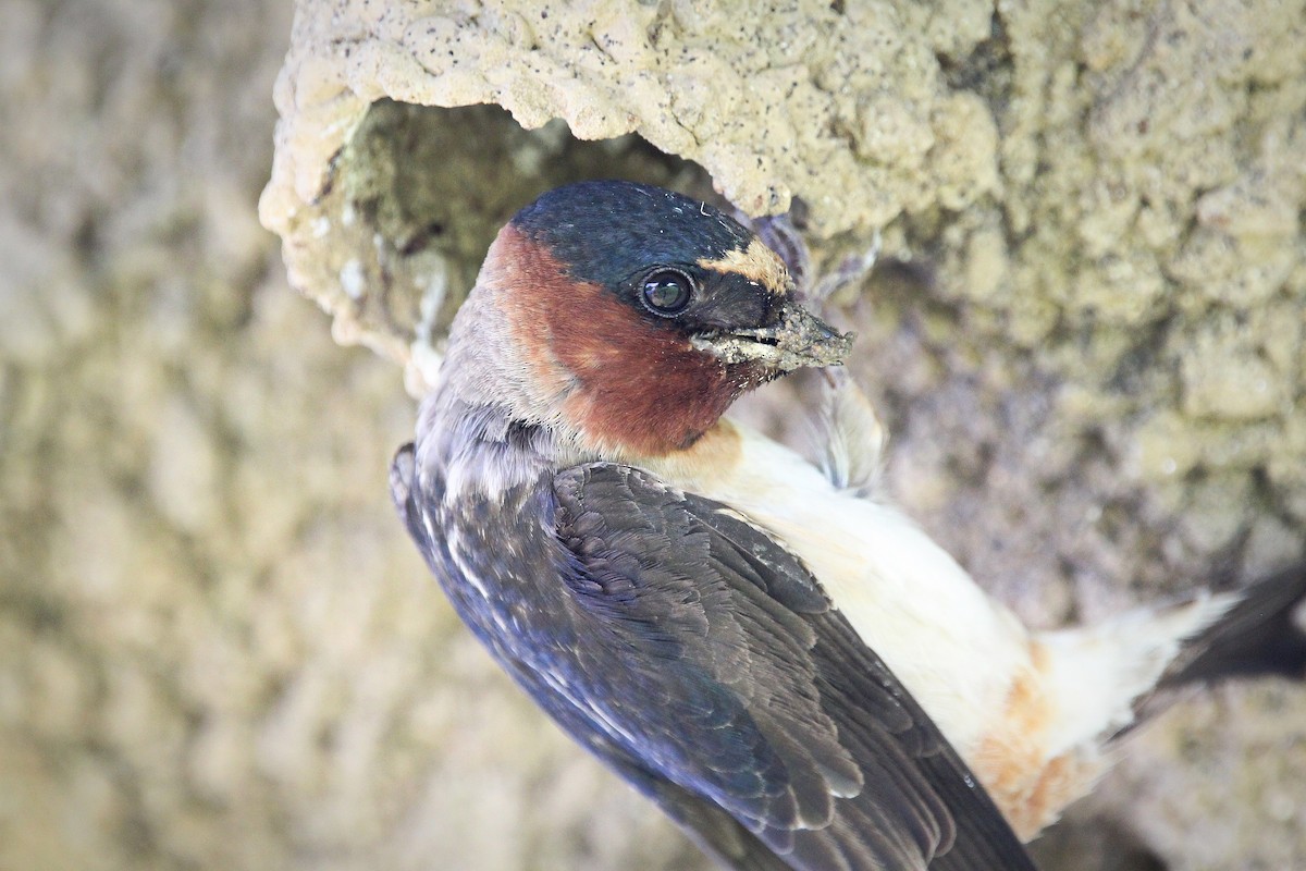 Cliff Swallow - ML620383440