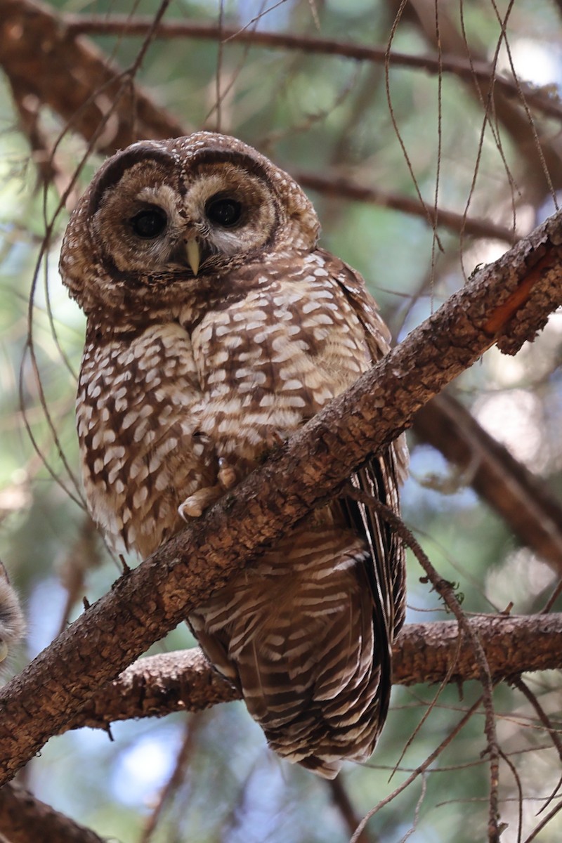 Spotted Owl - ML620383442