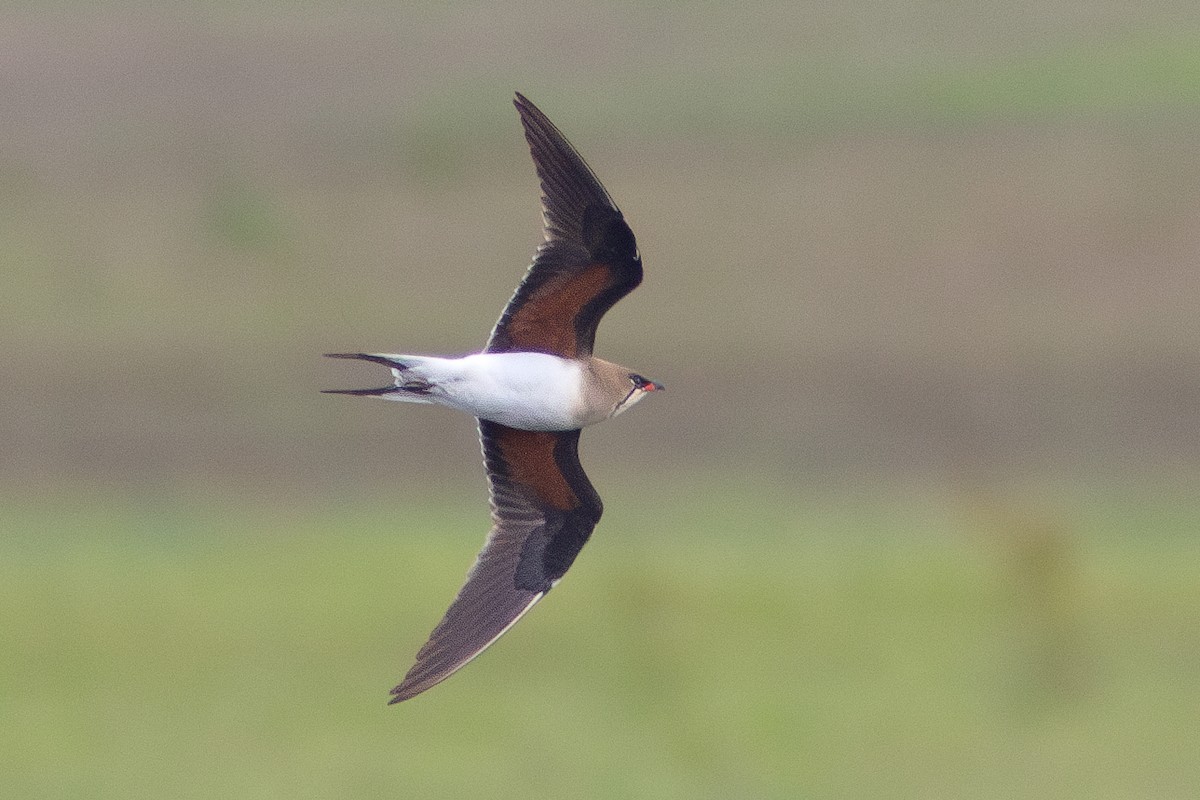 Collared Pratincole - ML620383447